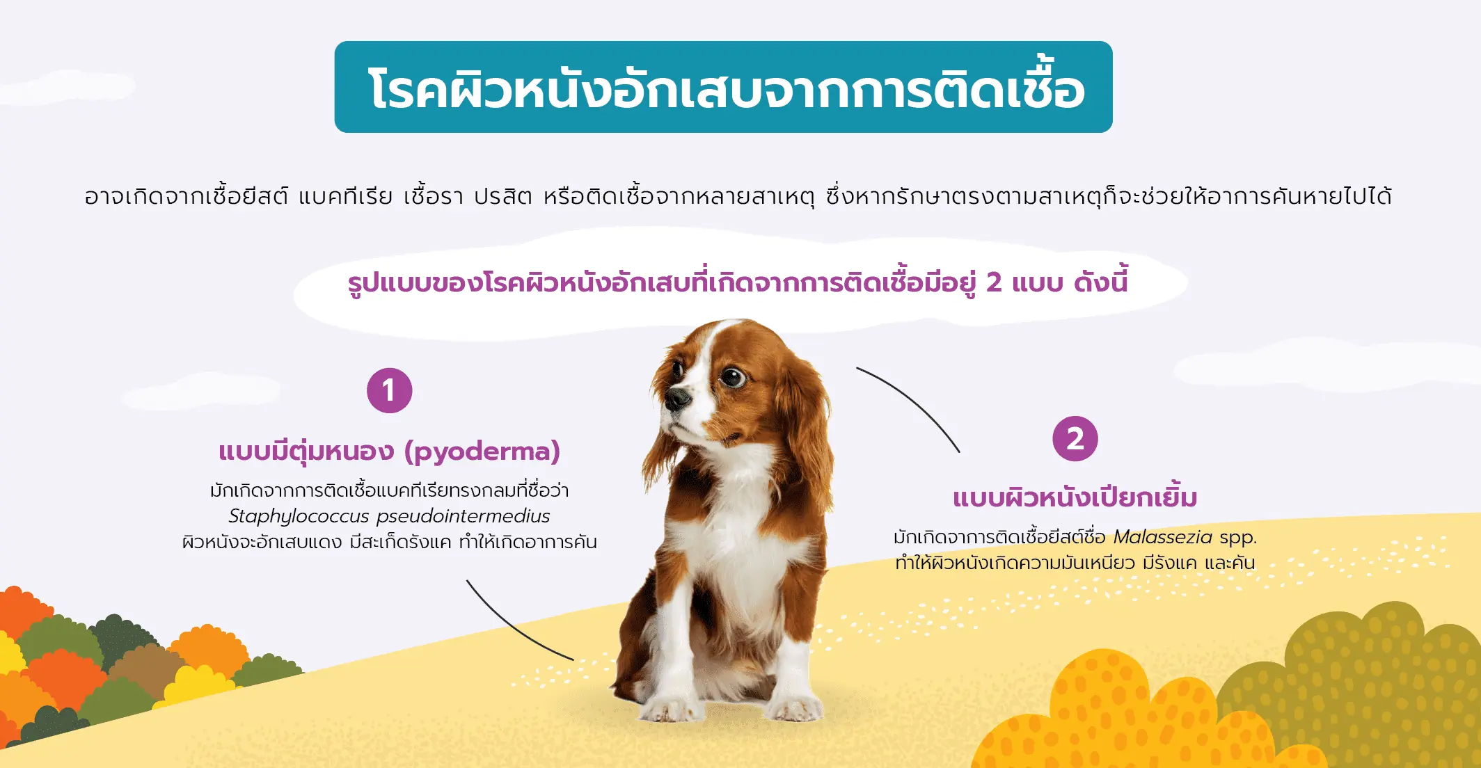 โรคผิวหนังอักเสบจากการติดเชื้อ